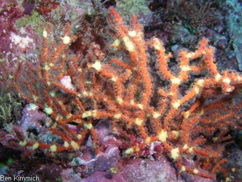 Clathraria maldivensis, Malediven-Netzfcher