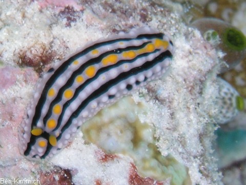 Phyllidia alyta, Nacktschnecke