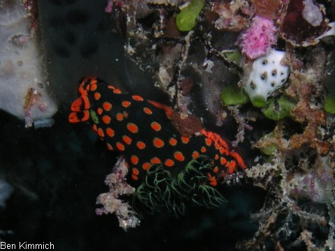 Nembrotha guttata, Nacktschnecke