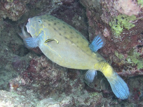 Ostracion cubicus, gew hnlicher Kofferfisch