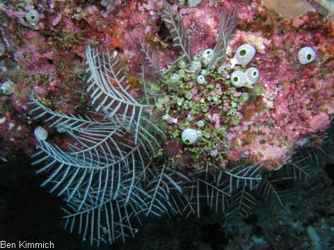 Aglaophenia sp., Algen-Hydroid