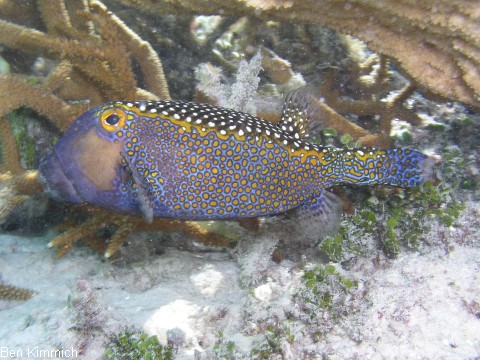 Ostracion meleagris, Wei t fpel-Kofferfisch M nnchen