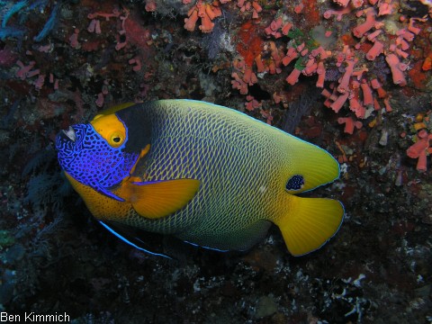 Kaiserfische