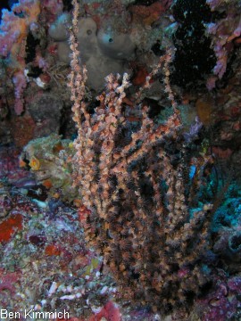 Antipathozoanthus cavernus, Krustenanemone