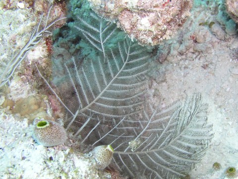 Aglaophenia sp., Algen-Hydroid