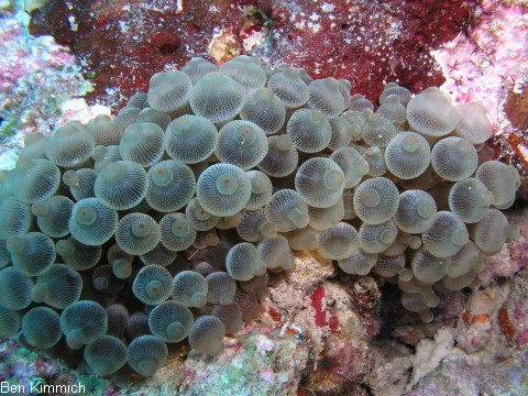 Entacmaea quadricolor, rote Blasenanemone