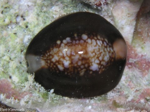 Cypraea caputserpentis, Schnecke