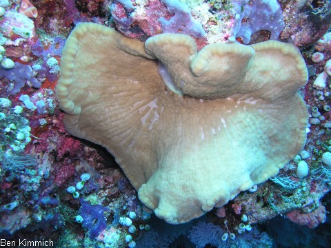 Cryptodendrum adhaesivum - Noppenrand-Anemone