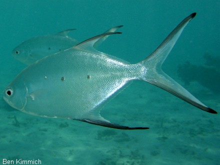 Trachinotus baillonii, Dreifleck-Gabelmakrele