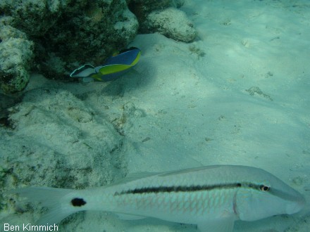 Parupeneus barberinus, Strichpunkt Meerbarbe