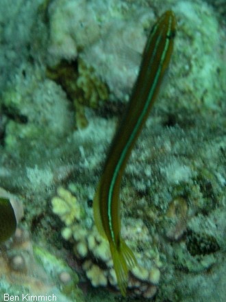 Plagiotremus rhinorhynchos - Blaustreifen Blenny