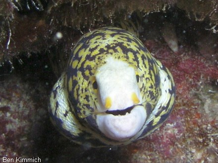 Echidna nebulosa, Sternmurne