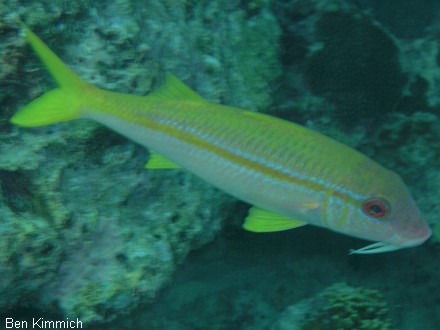 Mulloidichthys vanicolensis, Gelbschwanz-Meerbarbe