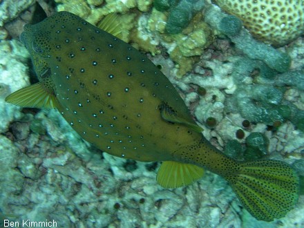 Ostracion cubicus, gew hnlicher Kofferfisch