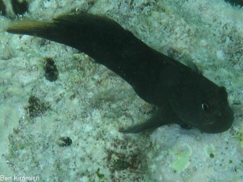 Atrosalarias fuscus, Schwarzer Korallen-Schleimfisch