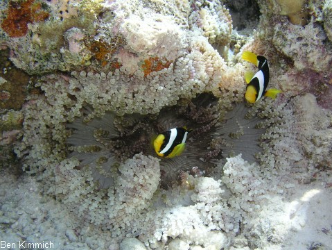 Heteractis aurora, Glasperlen-Anemone