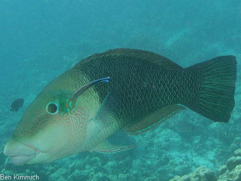 Hemigymnus melapterus, Lippfisch