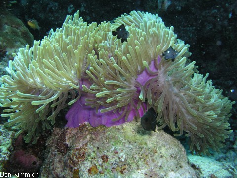 Heteractis magnifica, Prachtanemone oder Mauritiusanemone