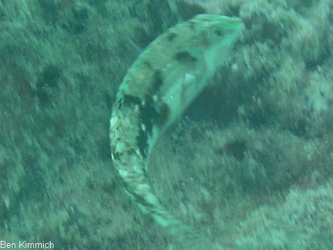 Halichoeres Octocyodon nebulosus, Kirschflecken-Lippfisch