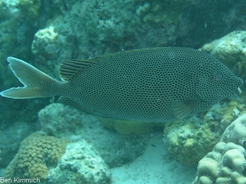 Siganus stellatus, Kaninchenfisch