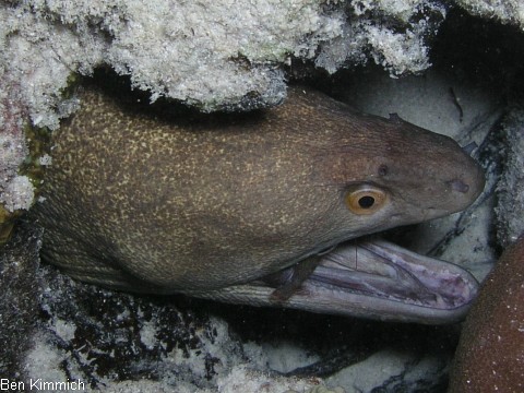 Gymnothorax flavimarginatus, Rukopf-Murne