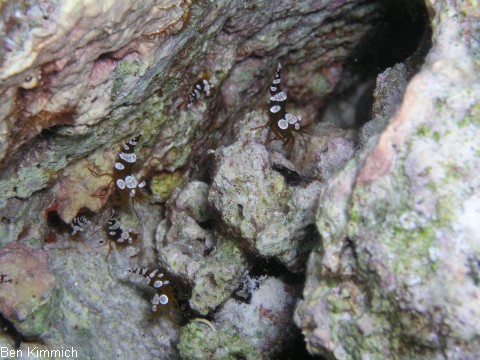 Thor amboinensis, Hohlkreuz-Garnele