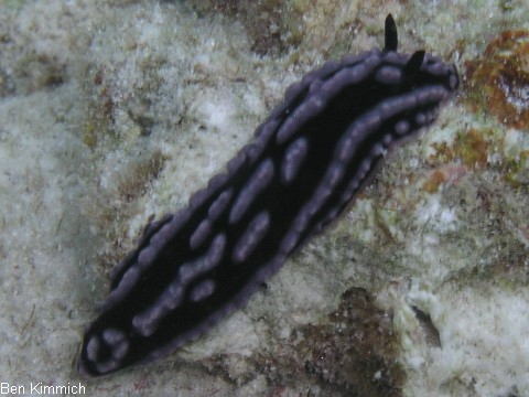 Phyllidiella rosans, Nacktschnecke