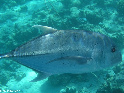 Caranx ignobilis, Dickkopf-Stachelmakrele