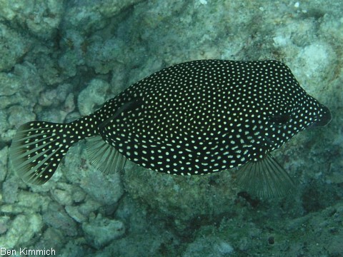 Ostracion meleagris, Wei t fpel-Kofferfisch