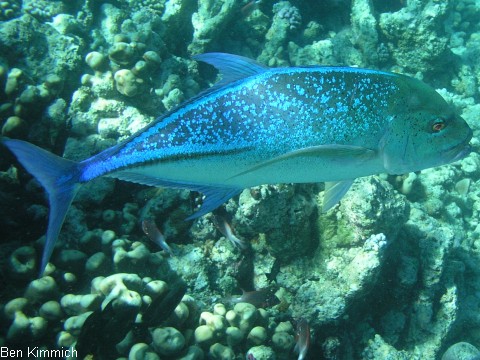 Caranx melampygus, Blauflossen-Makrele