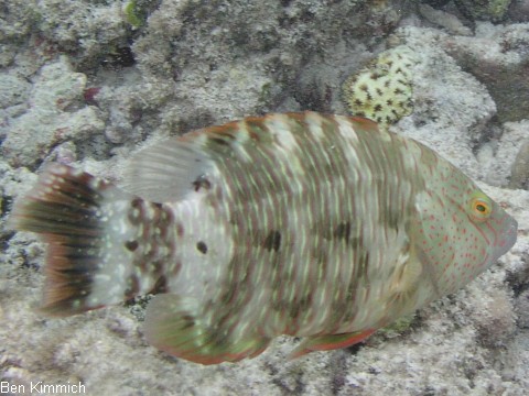 Cheilinus trilobatus, Dreilappen-Lippfisch