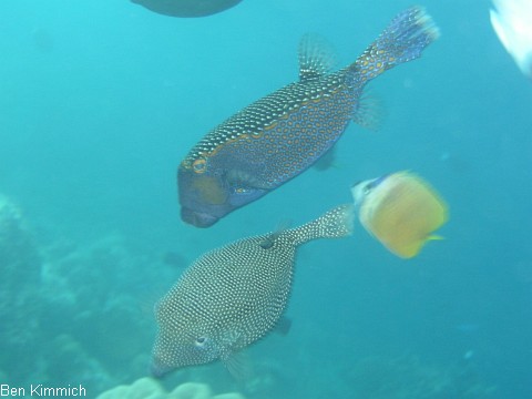 Ostracion meleagris, Wei t fpel-Kofferfisch