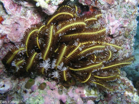 Comanthina schlegeli, Schlegels Haarstern