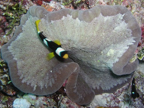 Cryptodendrum adhaesivum - Noppenrand-Anemone