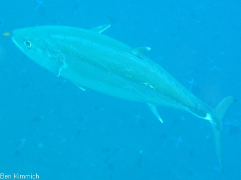 Thunnus albacares, Gelbflossen-Thun