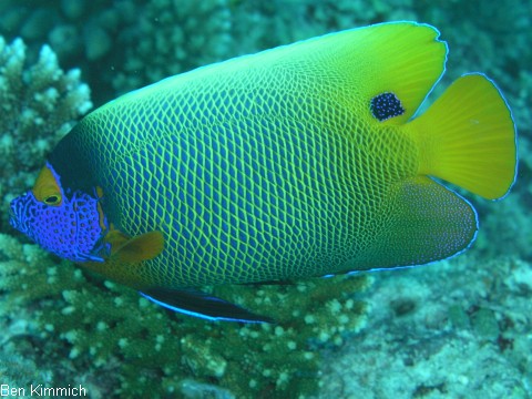 Pomacanthus xanthometopon, Blaukopf - Kaiserfisch