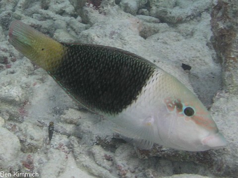 Hemigymnus melapterus, Lippfisch