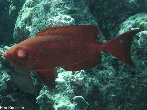 Priacanthus hamrur, Groaugenbarsch