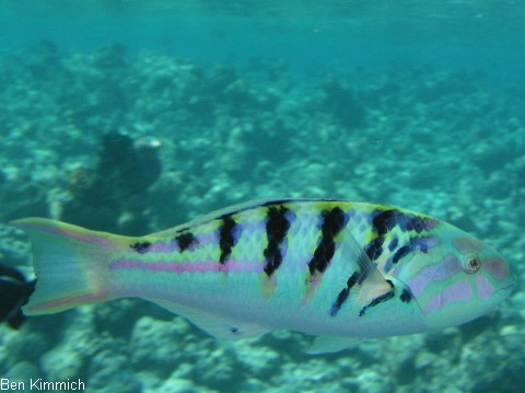 Thalassoma hardwicke, Hardwicks Lippfisch