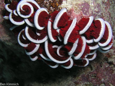 Oxycomanthus bennetti, Bennett's Haarstern