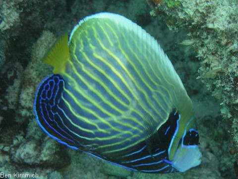 Pomacanthus imperator, Imperator Kaiserfisch