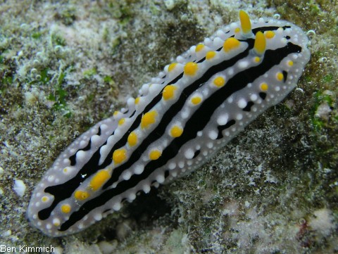 Phyllidia alyta, Nacktschnecke