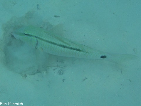 Parupeneus barberinus, Strichpunkt Meerbarbe