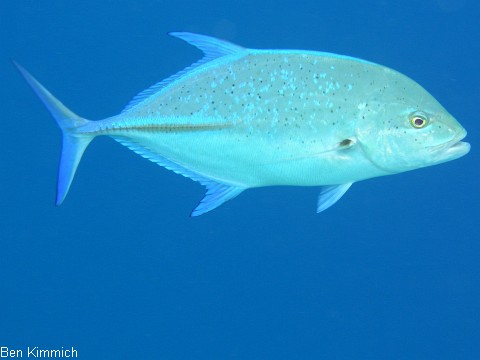 Caranx melampygus, Blauflossen-Makrele