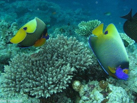 Pomacanthus xanthometopon, Blaukopf - Kaiserfisch