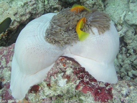 Heteractis magnifica, Prachtanemone oder Mauritiusanemone