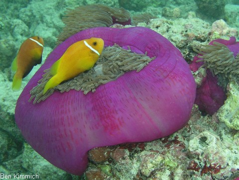 Heteractis magnifica, Prachtanemone oder Mauritiusanemone