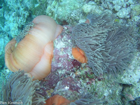 Heteractis magnifica, Prachtanemone oder Mauritiusanemone