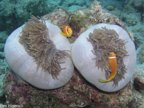 Heteractis magnifica, Prachtanemone oder Mauritiusanemone