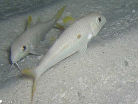 Mulloidichthys flavolineatus, Seitenfleck bzw. Gelbstreifen Meerbarbe